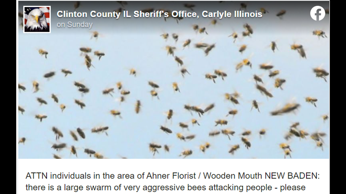 At least 30 people were stung by a “very aggressive” swarm of bees outside a restaurant in New Baden, Illinois.