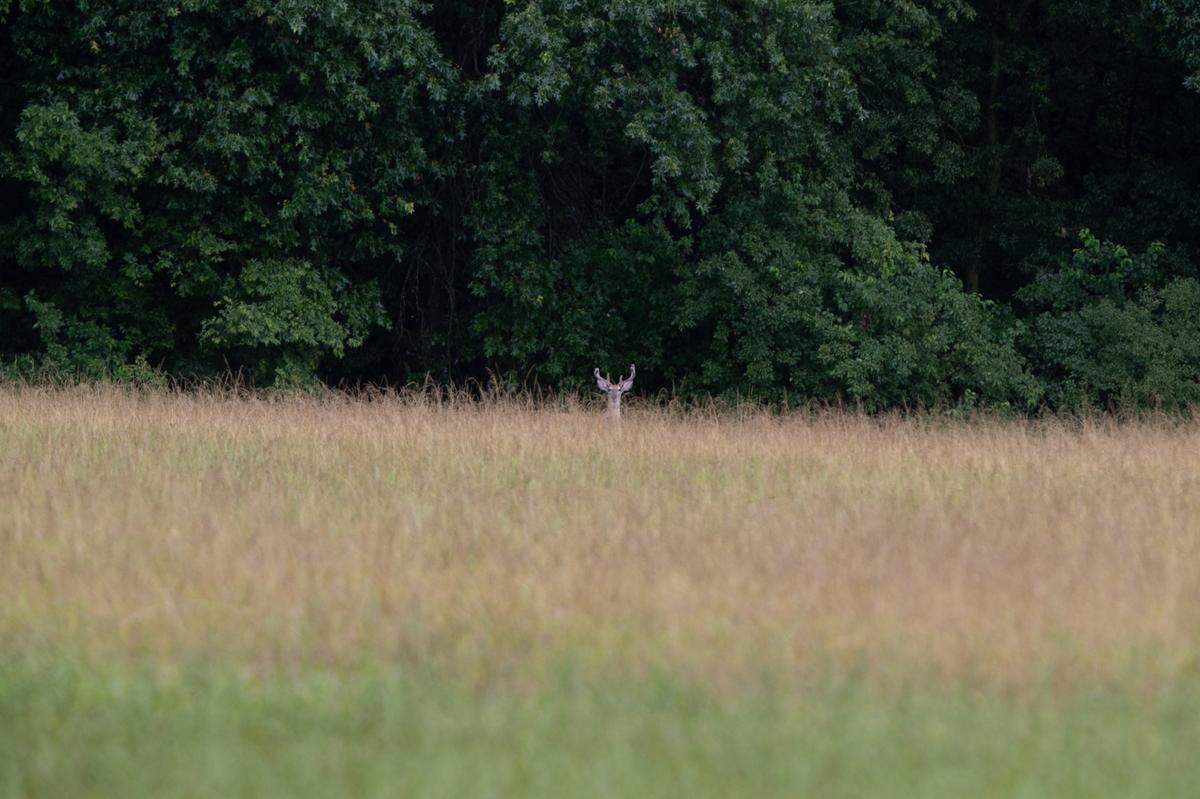 Deer are found throughout Paul Wightman Subterranean Nature Preserve, including this full-antlered specimen.
