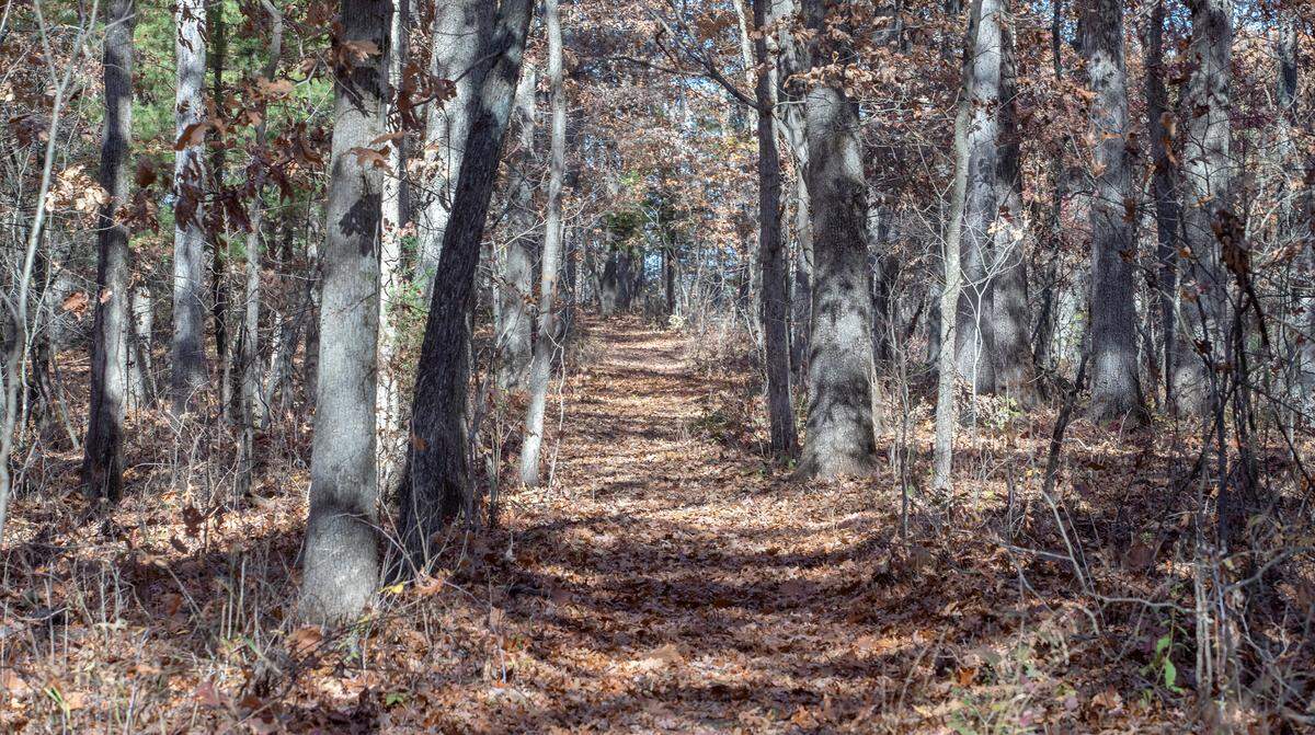 Clifftop’s Storment-Hauss Nature Preserve located 3326 Reed Road is open to the public. The natural surface trail is rated as moderately difficult. It has a 1-mile interpretive loop with creek crossings and some elevation gain. The 84-acre preserve protects 64-acres of mature upland oak-hickory forest and unique geology including sandstone bedrock that is exposed where streams cut through the preserve creating canyons, waterfalls and other features.