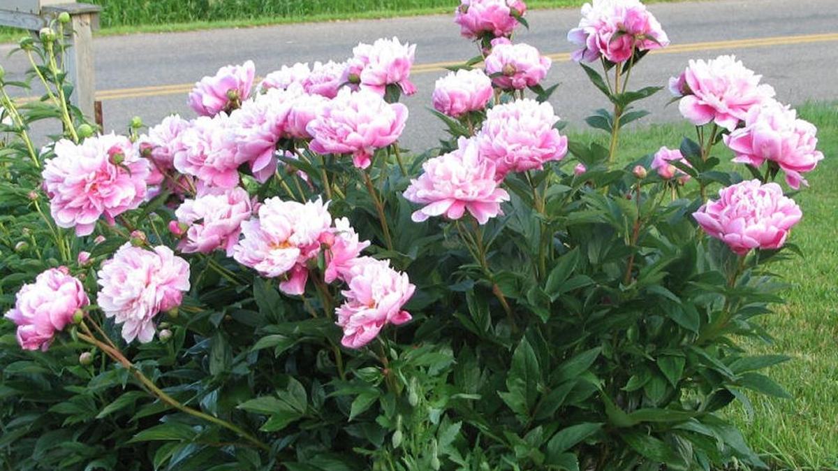 
Peonies can be replanted in September and October.
