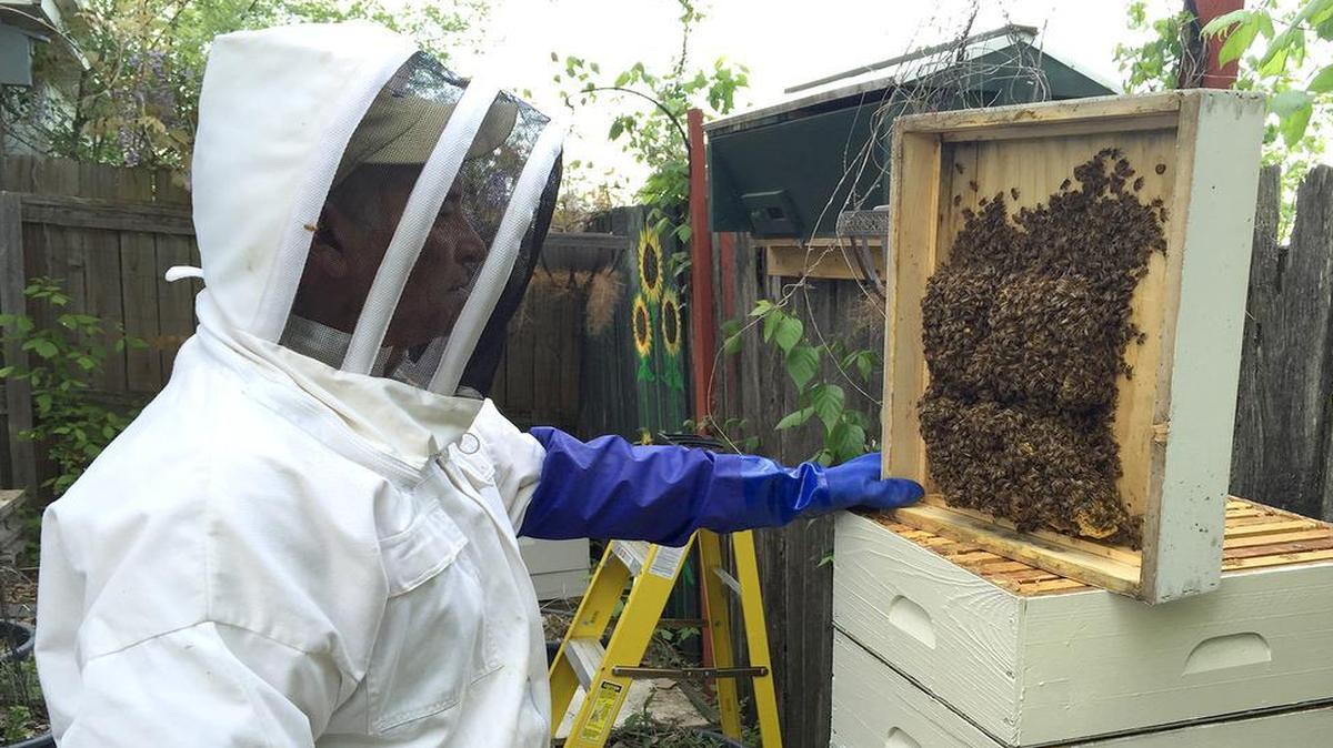 
Bill Mattatall inspects a faux honeycomb from one of his 10 hives in Caseyville. Some 50,000 to 100,000 bees live in each hive.

