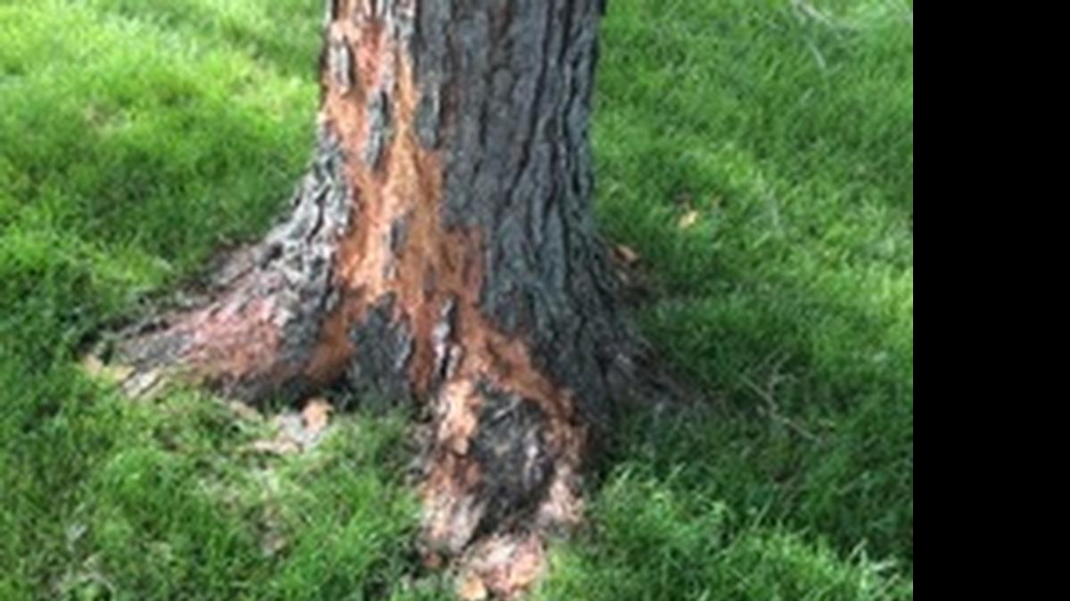
Pealing bark is natural for a river birch tree.
