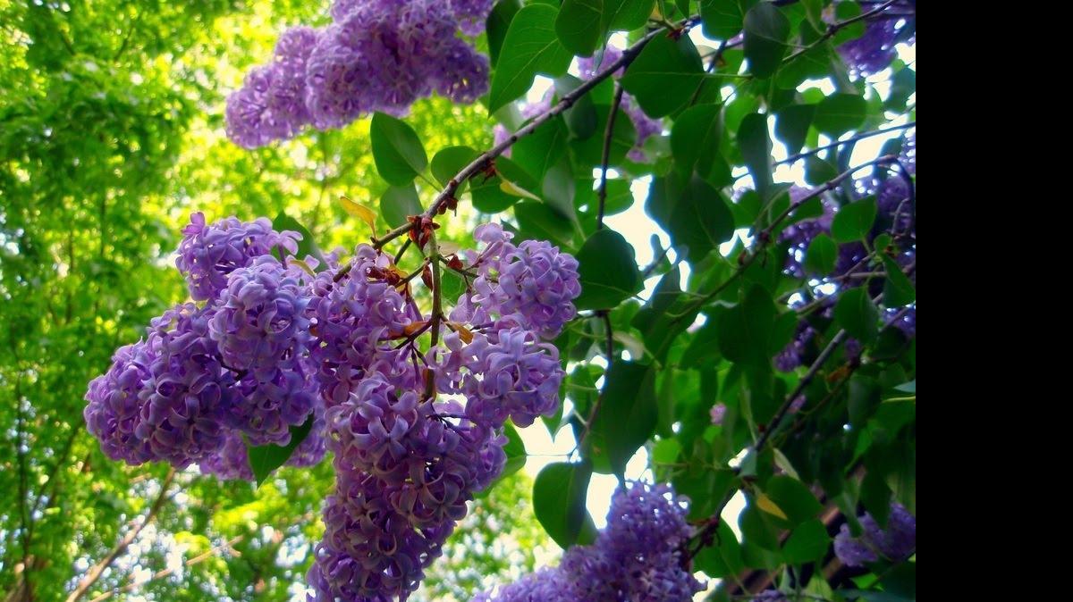 
Lilac bushes can lose blooms due to powdery mildew.

