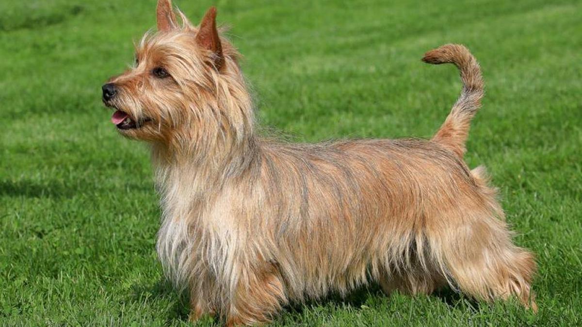 The Australian Terrier jumped 14 spots on the AKC list of popular breeds, moving from 139th to 125th on the list.