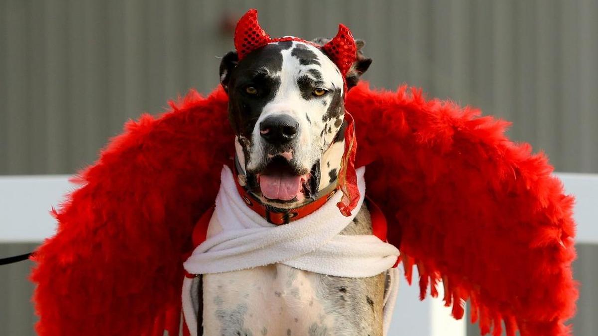 In October, you’ll be able to dress up, your kids can dress up and your pets can put on a costume at several Halloween events.
