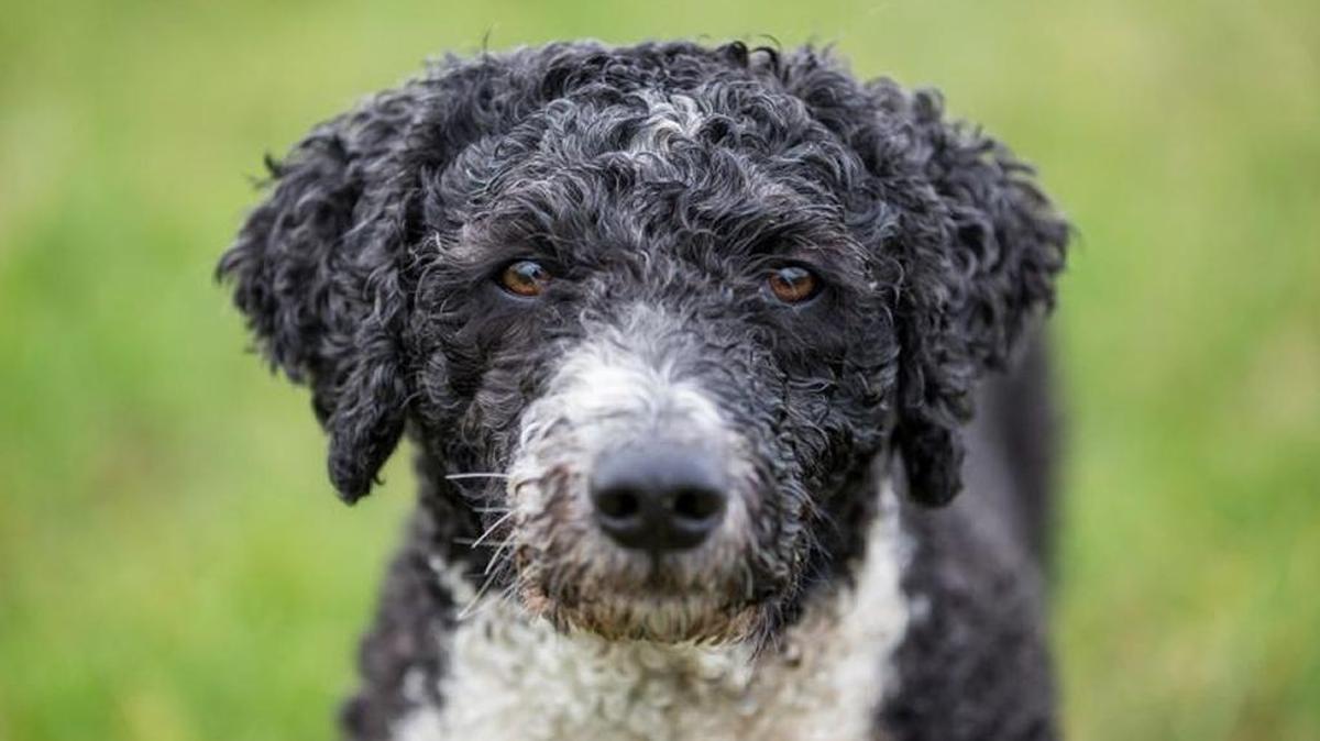 The Spanish Water Dog, a breed falling in popularity in the U.S.