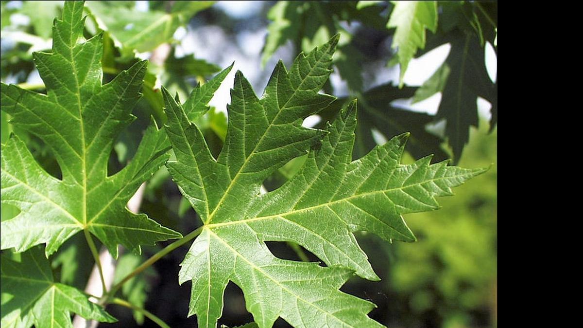 
Silver maples are very fast growing but the soft wood is susceptible to trunk damage.

