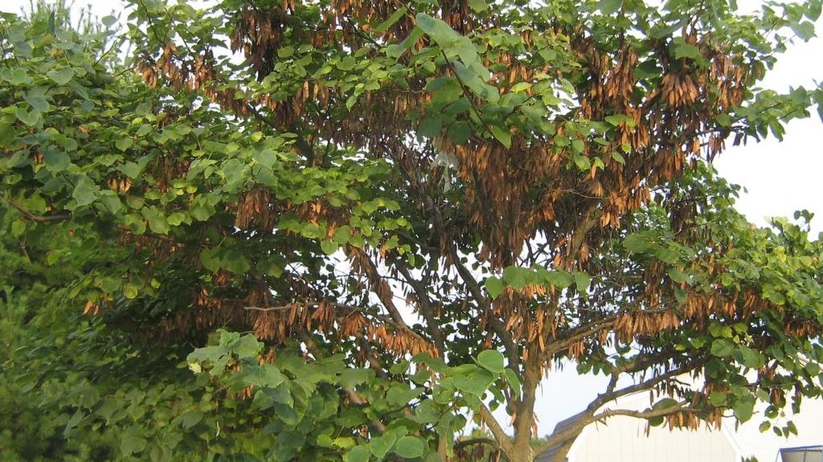
Red bud trees devolop seed pods that turn brown when they mature.
