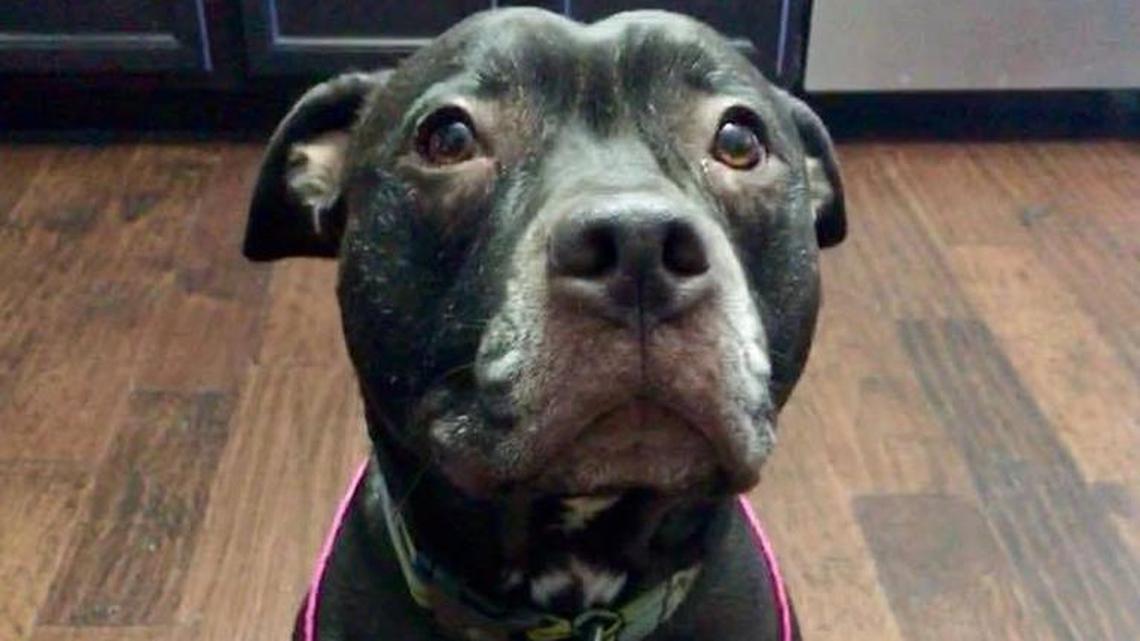 Non-profit group seeks donations to save the dogs and cats of St. Clair County