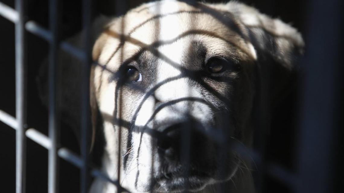 These no-kill animal shelters in Belleville and Benld need your help