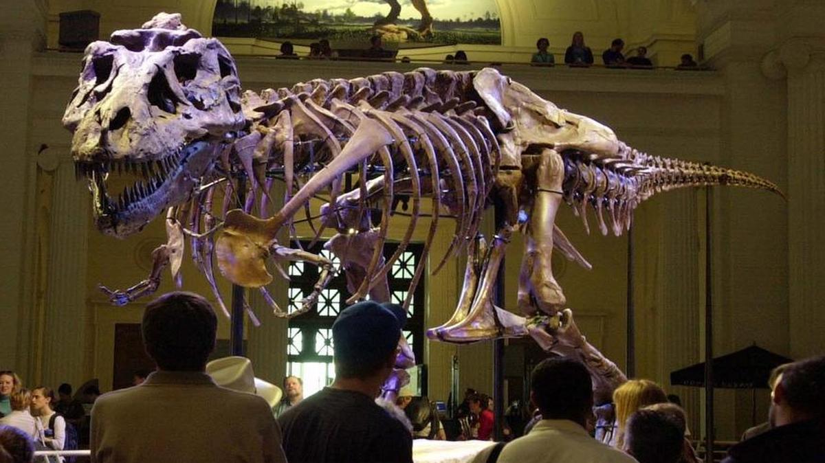 
What do you call the most complete Tyrannosaurus Rex ever found?
