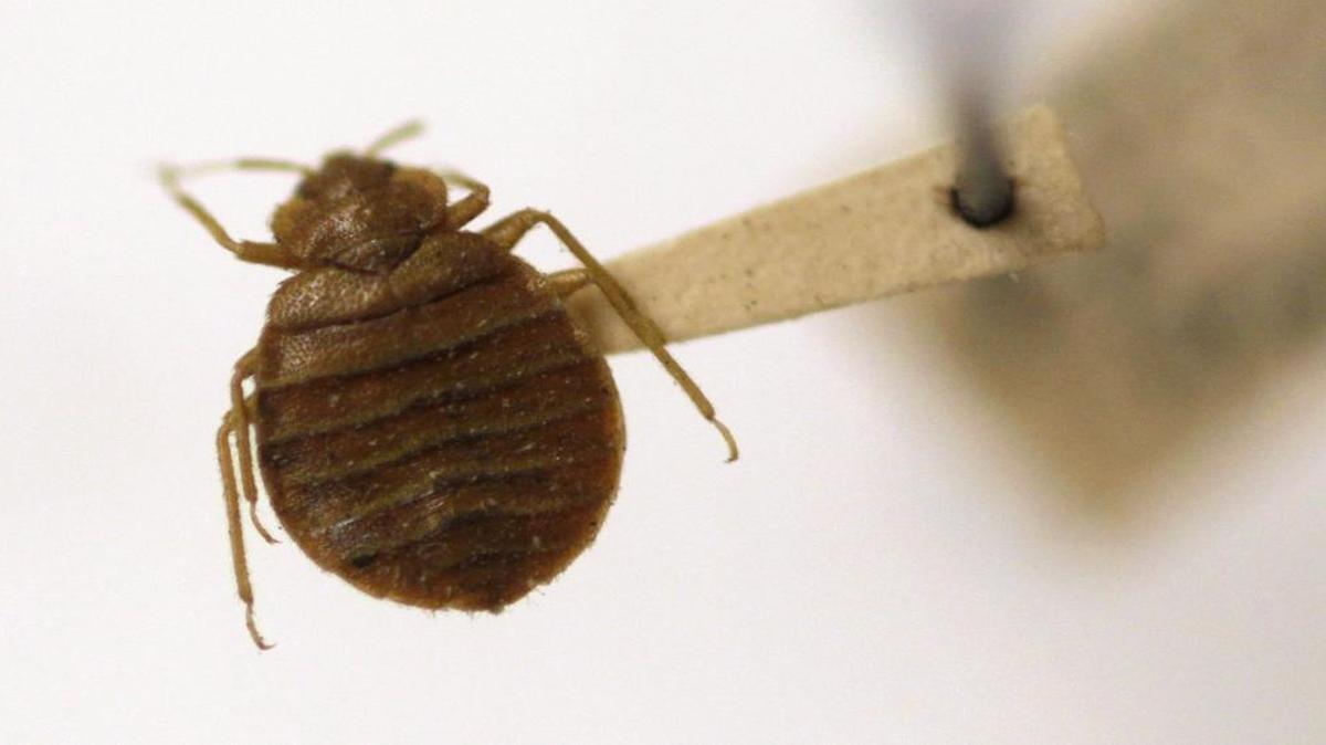 In this file photo, a bedbug is displayed at the Smithsonian Museum in Washington.