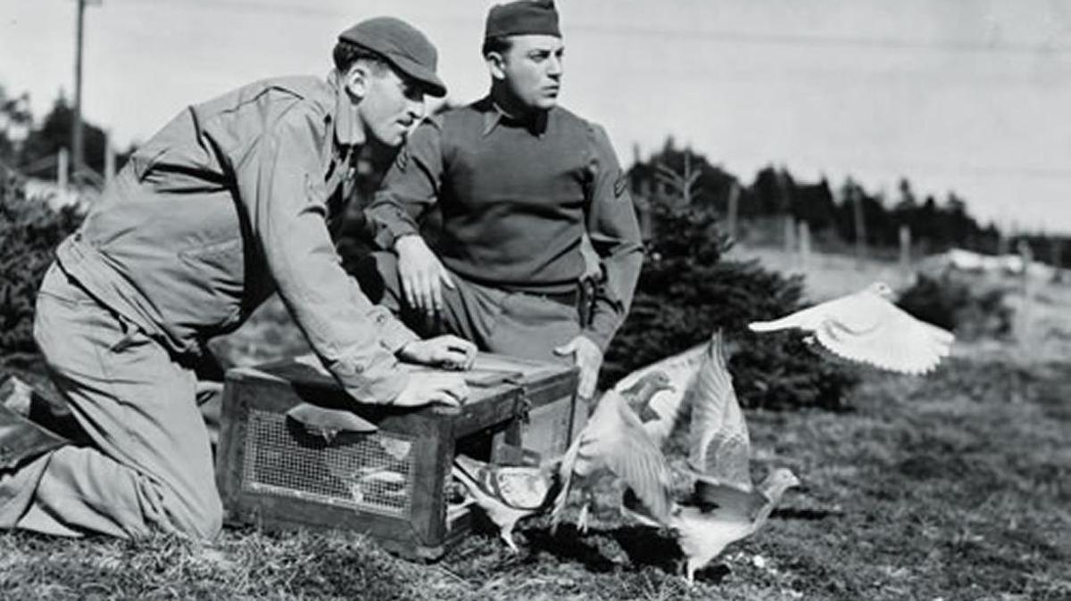 
Men of the Army’s 21st Signal Loft release pigeons during the war on March 1943.
