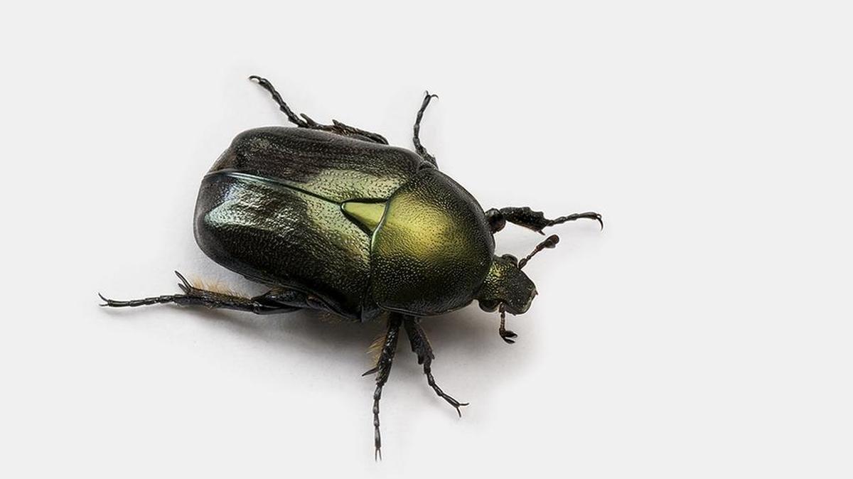 Beer and bananas can be fatal for flower beetles.