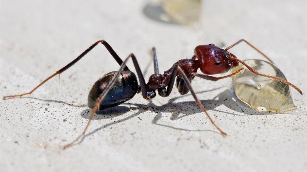 Ants are known to take a little sip now and then.