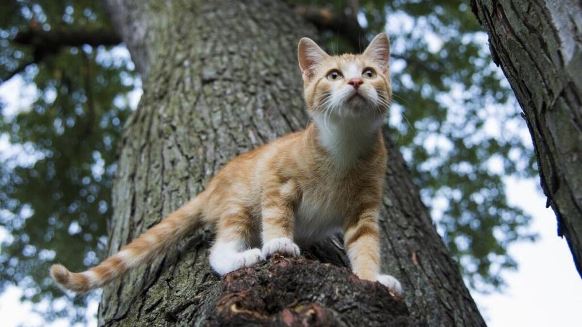 Does this cat have nine lives? Probably not — but it will land on its feet.
