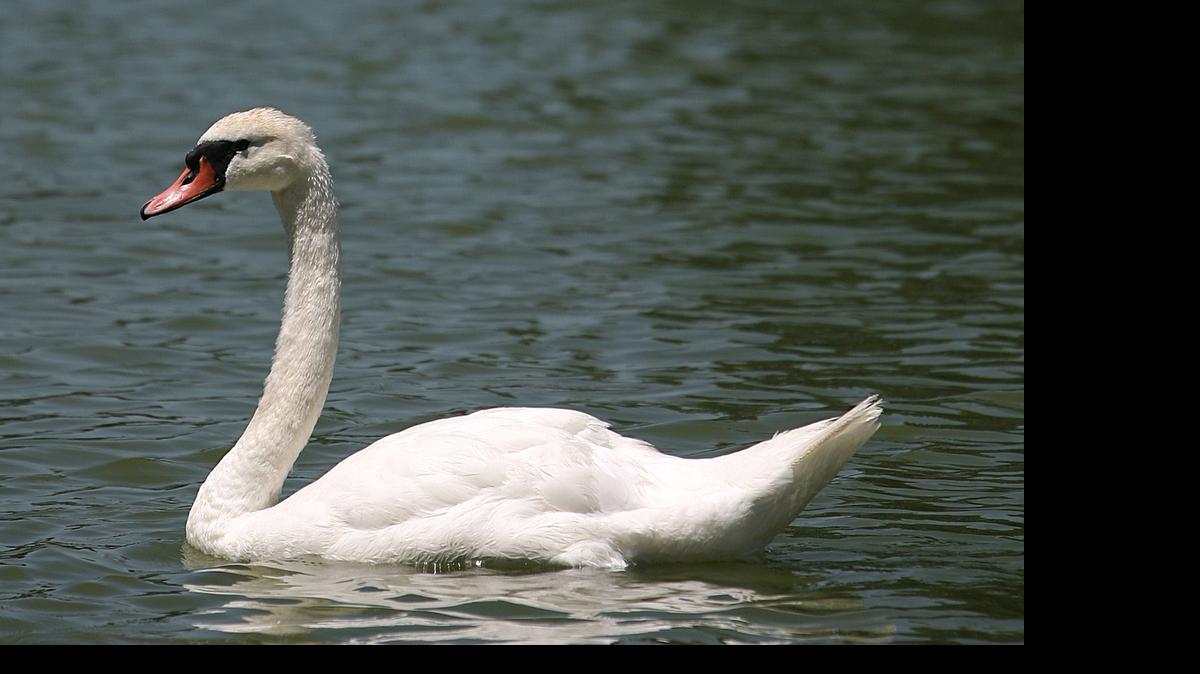 
Don’t let a swan’s pretty looks fool you.
