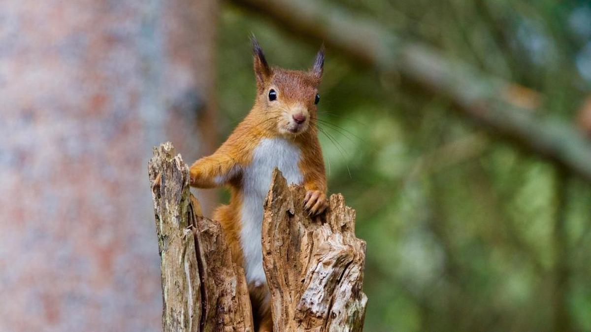 Red squirrel