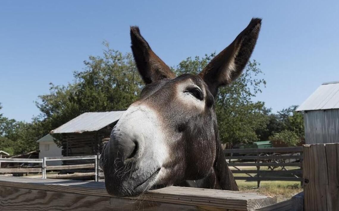 Ever wonder why mules can’t reproduce? Here’s the explanation