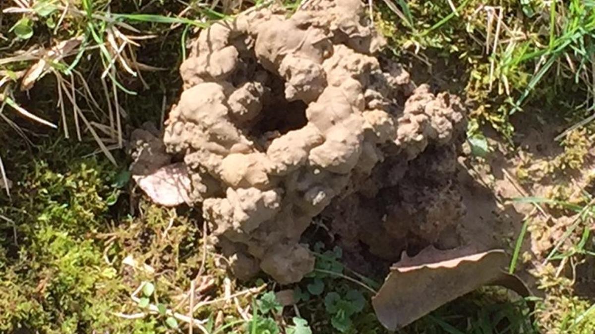 
A crayfish built this mini-volcano out of dirt.
