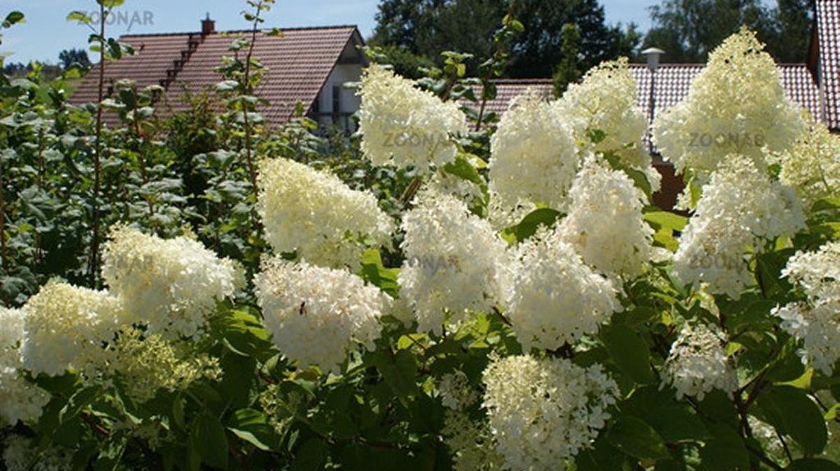 
The paniculata grandiflora, or PeeGee hydrangea, because wildly popular in Belleville.

