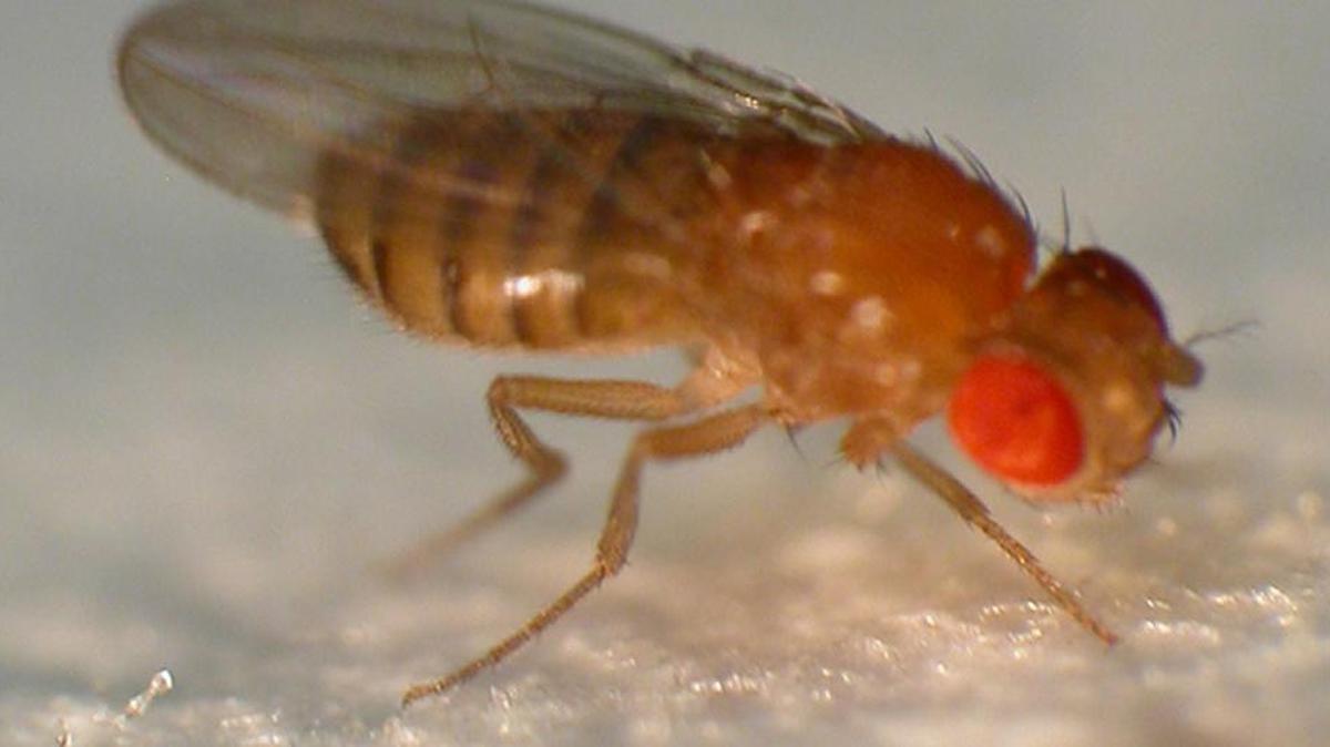 
The fruit fly (drosophila) is after your banana.
