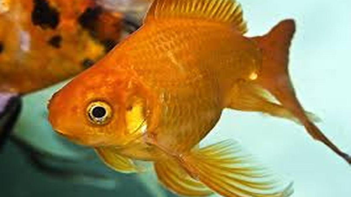 A goldfish
