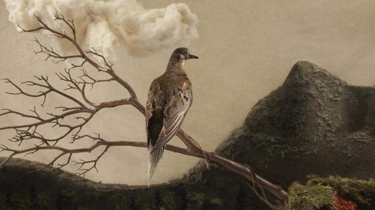 
Martha the passenger pigeon is on display at the Smithsonian Institution.
