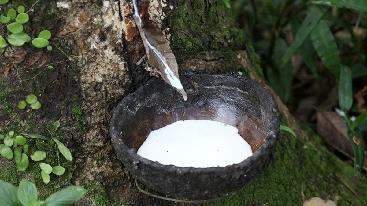 Harvesting rubber in a rubber tree plantation in Thailand.