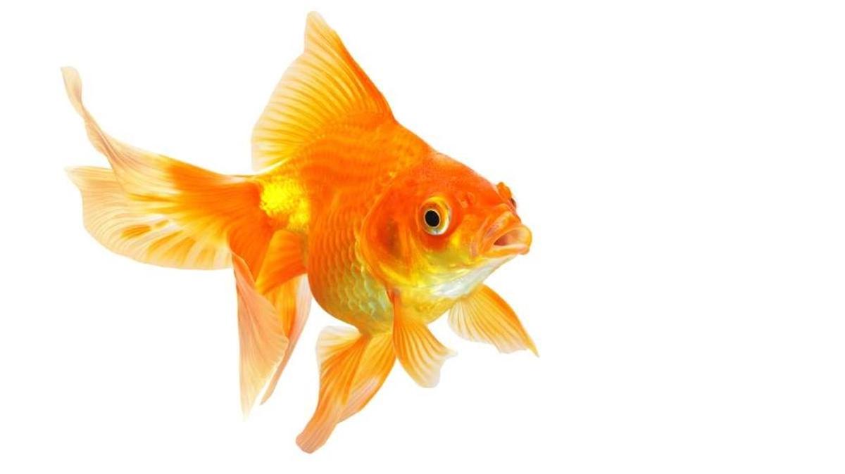
The average human attention span has fallen from 12 seconds in 2000 to eight seconds today. Goldfish are believed to have an attention span of nine seconds.
