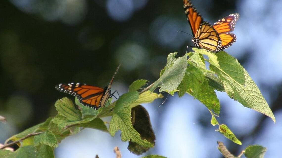 Is it legal to trim your neighbor’s tree if branches hang over your yard in IL?