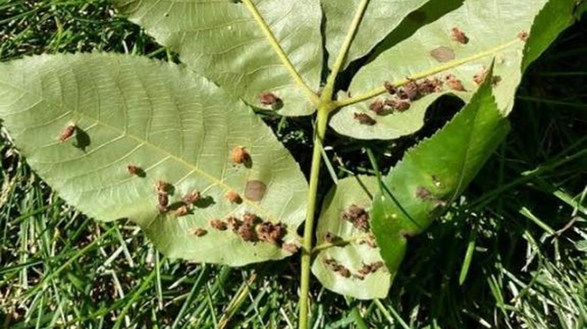 The leaves of a Pignut Hickory (Carya glabra) seem to have bladder gall mites.