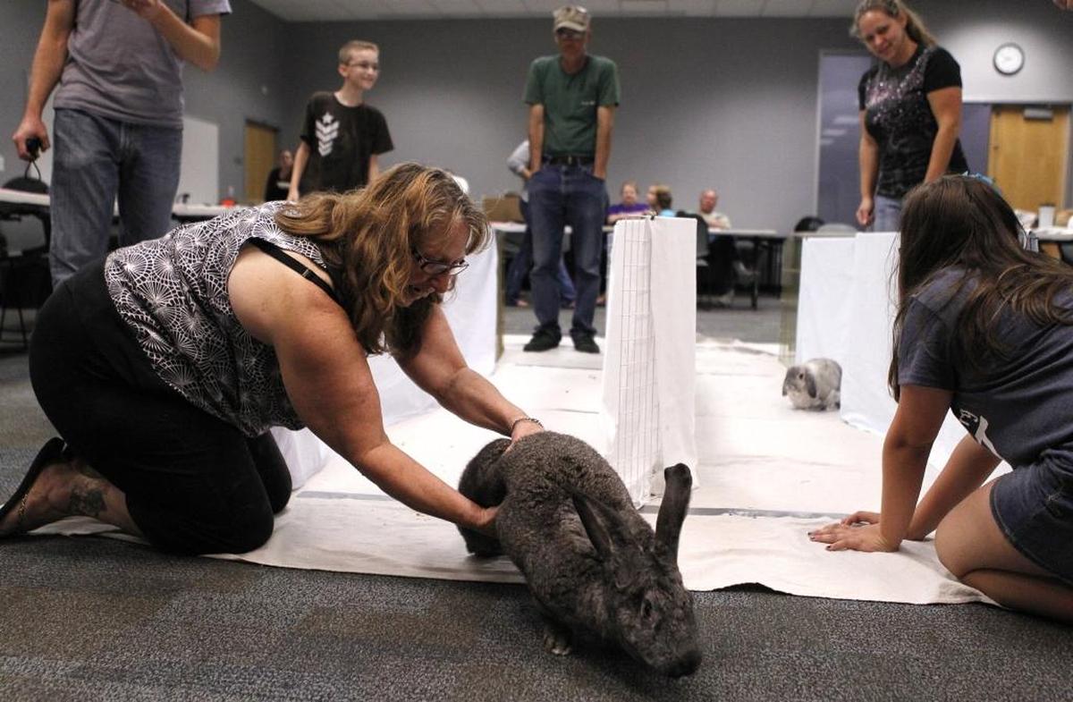 The House Rabbit Society will meet at 7 p.m. Thursday, Aug. 10, at the Caseyville Township Building, 10001 Bunkum Road, Fairview Heights.