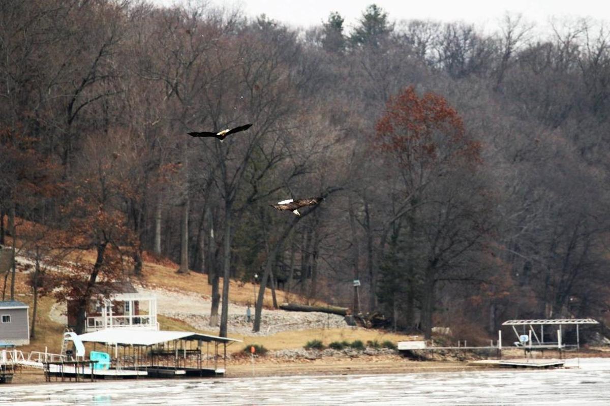 The bald eagles Martha and George were reunited.