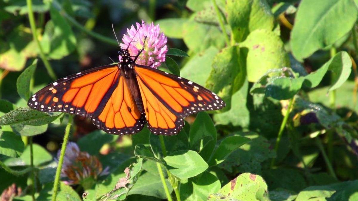
A monarch butterfly alights on a flower in a field of red clover on the farm of John Rinderer, who lives near Trenton. He noticed an abundance of monarch butterflies in his trees and fields this week as they migrate south.
