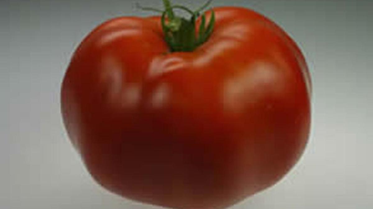 Rutgers is a trusted standby tomato variety.