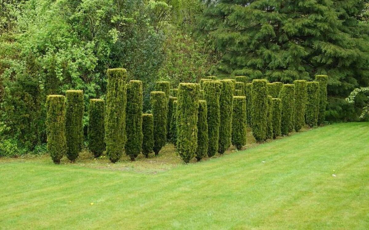 Boxwood bushes