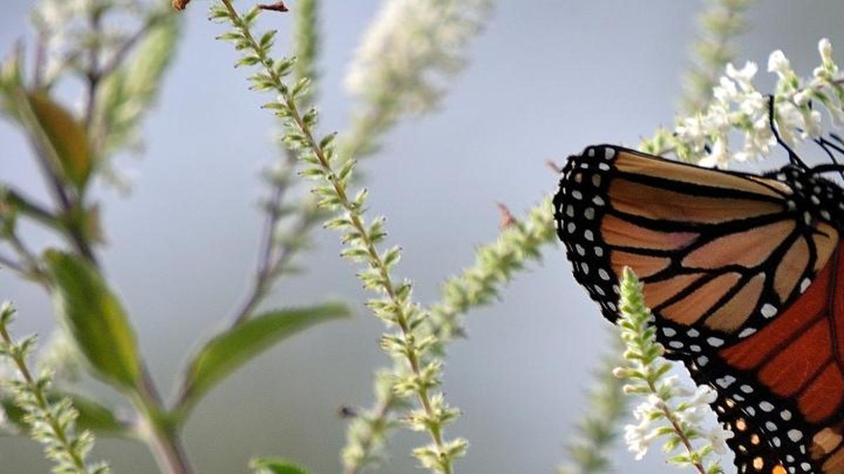 Monarch butterflies are attracted to the fragrant spikes of flowers produced by the sweet almond verbena.