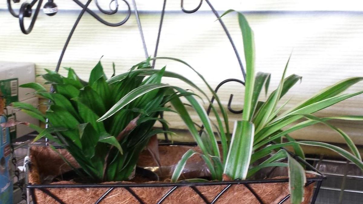 Go outside to the garden section to pick up this bargain from Home Depot. (Plants not included.)
