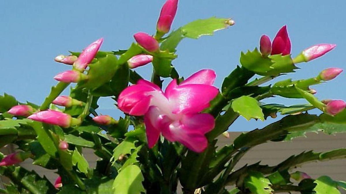 The Christmas cactus is one of those plants that triggers fierce arguments over whether it is a Christmas cactus or a Thanksgiving cactus.
