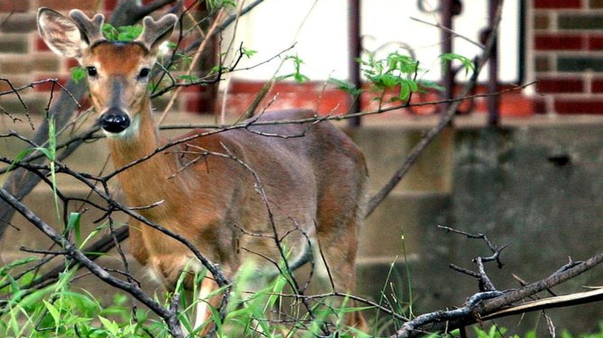 Tickets to the Kaskaskia Valley ‘Son’s O’ Bucks’ banquet will be on sale until July 22. They may be ordered online at www.whitetailsunlimited.com.