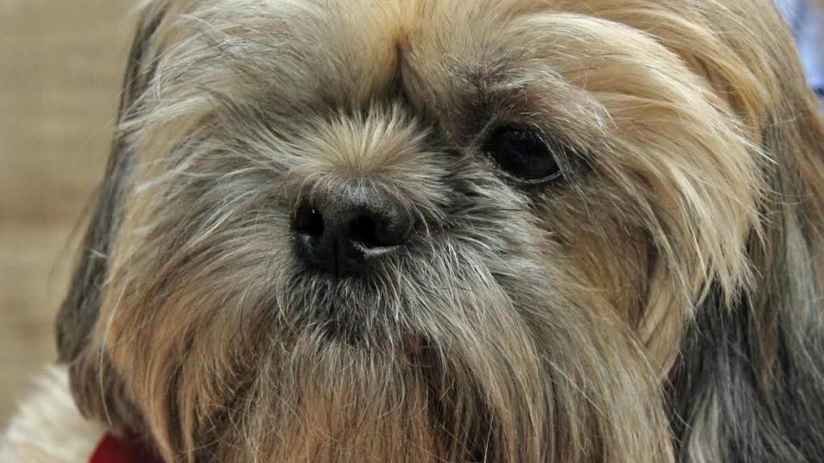 Captain Jack may have only one eye, but he’s been on easy street since Michelle Meehan Schrader adopted him five years ago.