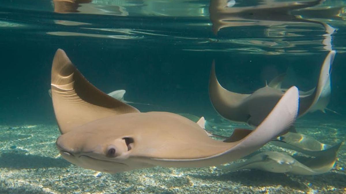 The cownose stingray has a flat body and long, pointed fins.