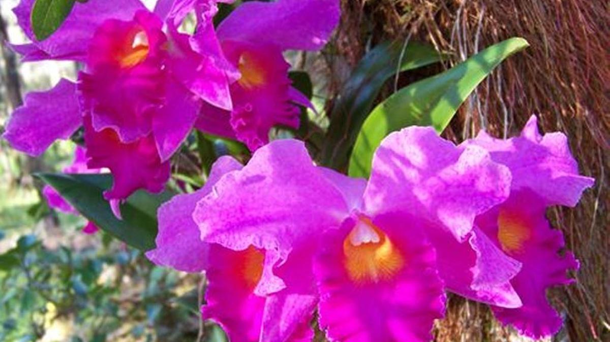 Orchid roots on tree bark anchor and absorb humidity.