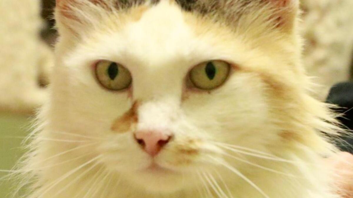 Tammy is a 6-year-old domestic long hair cat with a calico coat. She is available for adoption at the Belleville Area Humane Society.