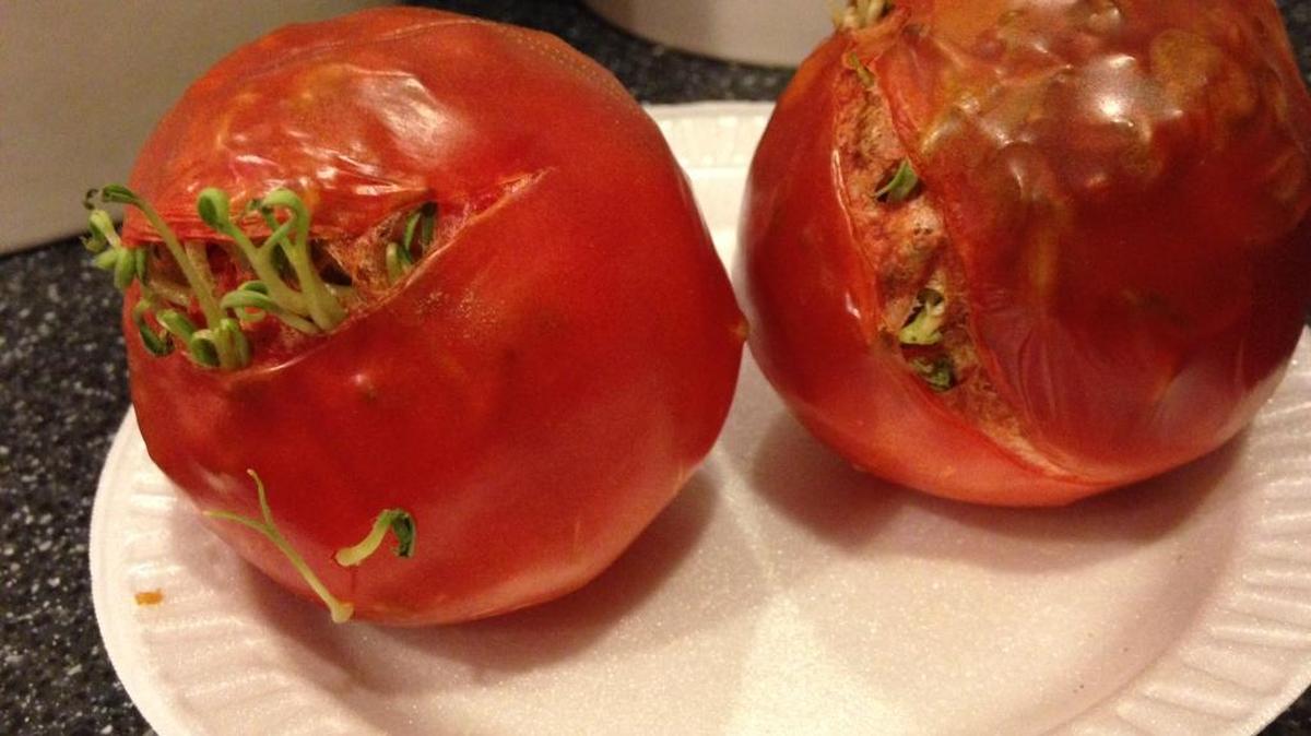 A warmup or a hormone couled have caused these store-bought tomatoes to sprout.