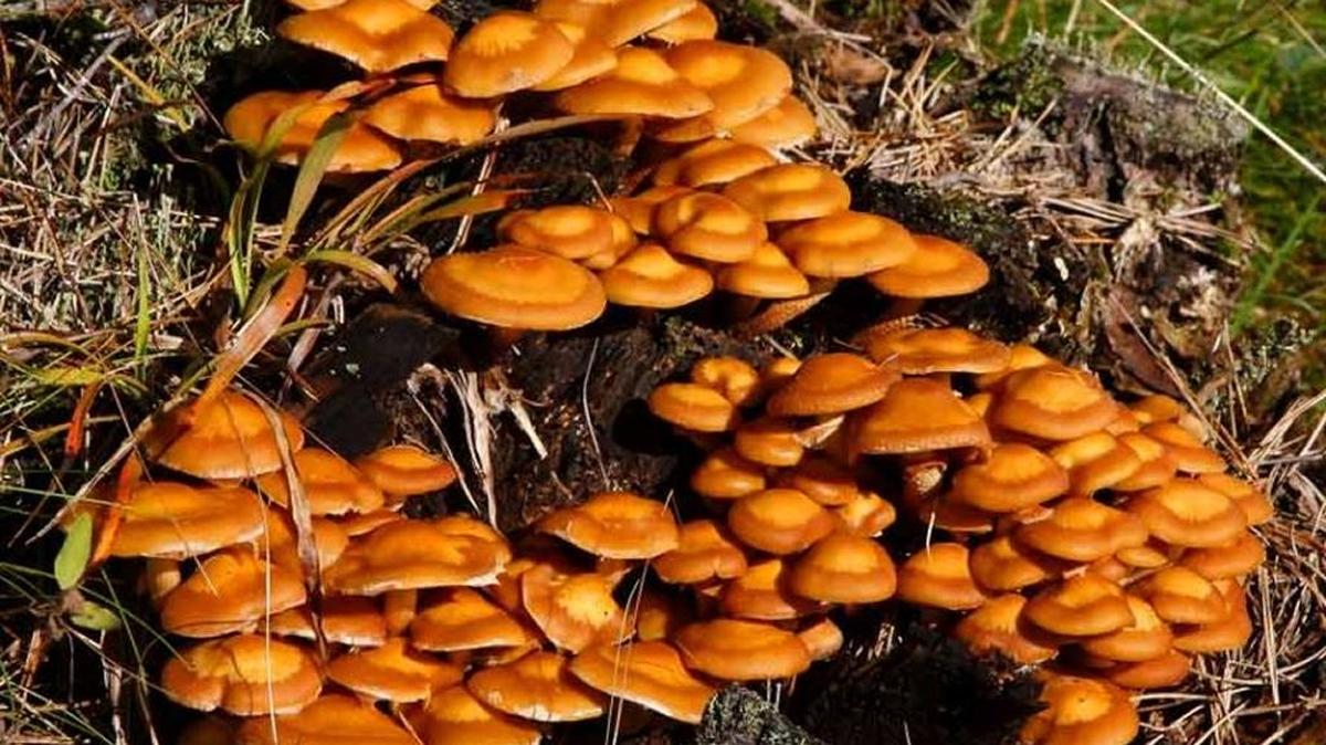 
There are different types of Pholiota species mushrooms that feed on dead tree stumps and roots during moist conditions.
