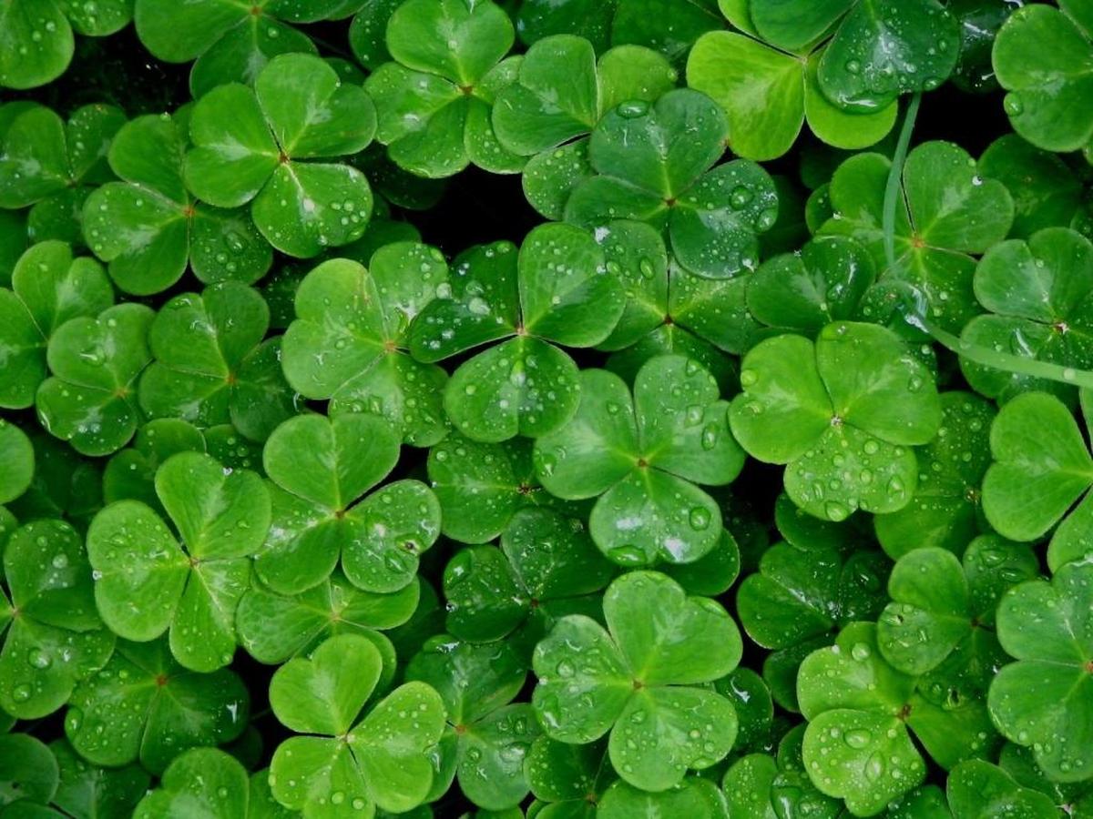 In his latest piece, Belleville News-Democrat columnist writes about his Irish heritage and various stereotypes associated with it, including the “magic of four-leafed clovers.”
