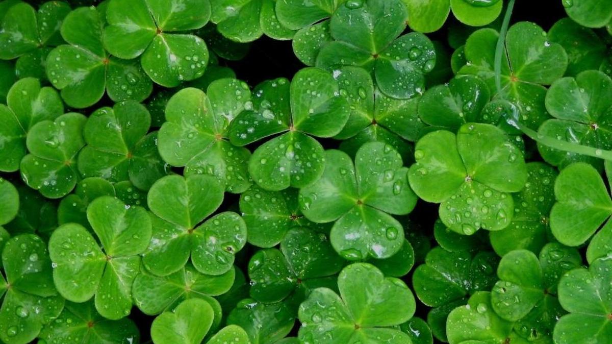 In his latest piece, Belleville News-Democrat columnist writes about his Irish heritage and various stereotypes associated with it, including the “magic of four-leafed clovers.”