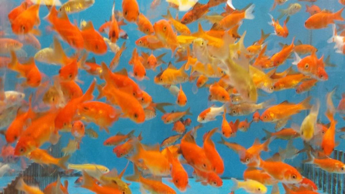 Watching fish swim can be relaxing. These Red Rosy Minnows and Comet Goldfish are from Petsmart in O’Fallon.